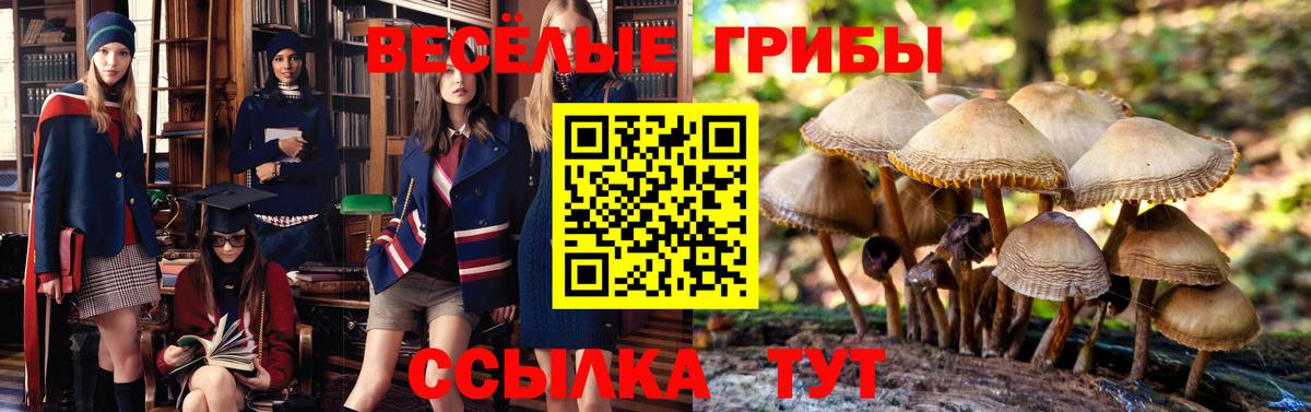 Псилоцибиновые грибы прущие грибы Верхняя Пышма